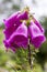 Close-up of a Foxglove, Digitalis purpurea, in bloom, popular fl