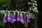 Close up of foxglove digitalis purpurea spotted in Bohemian Switzerland