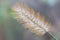 Close up of Foxtail millet softness