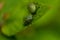 Close-up of a fragment of a green grass mite on a blurred background. Selective focus