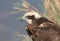 Close up fragment of portrait of female a marsh harrier