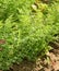 Close up of a fragrant dill plants in the organic garden.