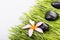 Close up Frangipani flower and black stone on grass-spa concept