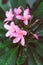 Close-up of frangipani plumeria plant with plenty of pink flowers