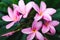 Close-up of frangipani plumeria plant with plenty of pink flowers