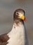 Close-up of Franklin\'s Gull