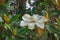 Close up of a Fraser Magnolia Tree Flower