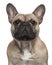 Close-up of French Bulldog, 2 Years old