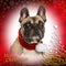 Close-up of a French bulldog on christmas background