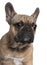 Close-up of French Bulldog puppy, 6 months old,