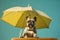 Close up of a french bulldog in shade of a sun umbrella. Summertime composition