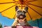 Close up of a french bulldog in shade of a sun umbrella. Summertime composition