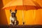 Close up of a french bulldog in shade of a sun umbrella. Summertime composition