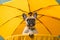 Close up of a french bulldog in shade of a sun umbrella. Summertime composition