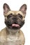 Close-up of a French Bulldog, sticking the tongue out, smiling