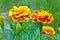 Close up of French marigold flower