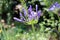 Close-up on fresh Agapanthus purple flower. Flowers and nature concept.