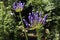 Close-up on fresh Agapanthus purple flower. Selective focus.