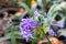 Close-up on fresh Agapanthus purple flower. Selective focus