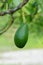 The close-up of fresh avacado on tree
