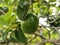 Close-up fresh avocado grow on the tree. Avocado fruit hanging on twig with green leaves background