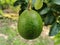 Close-up fresh avocado grow on the tree. Avocado fruit hanging on twig with green leaves background