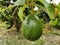 Close-up fresh avocado grow on the tree. Avocado fruit hanging on twig with green leaves background