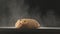 Close-up of fresh baked bread on the wooden table.