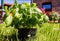 Close-up of fresh Basil planted in a pot