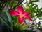 Close Up Fresh Beauty Adenium Obesum The First Ever Flower Blooming In The Garden