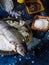 Close-up. Fresh big fish in a bowl with pieces of ice. Salt, pepper, spices in bowls. Cooking fish dishes. Restaurant, cafe, hotel