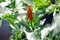 Close-up fresh bird chilli pepper