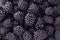 Close up fresh blackberry on dark background