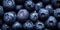 Close up of fresh blueberry fruits with water drops. Widescreen banner