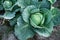 Close up of fresh cabbage in harvest field