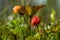 Close up of fresh cloudberries still growing on on the plant