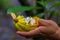 Close up of fresh Cocoa fruit in farmers hands. Organic cacao fruit - healthy food. Cut of raw cocoa inside of the