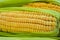 Close-up of fresh corn, Grains of ripe corn texture background, yellow sweet raw ear corn with cob. Food vegetable