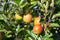 Close-up of fresh crisp apples