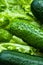 Close-up fresh cucumbers. Seasonal food. Summer freshness healthy diet.