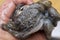 A close up of a fresh cuttlefish