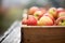 close-up of fresh, dewy organic apples in a wooden crate