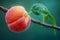 Close Up of Fresh Dewy Peach on Tree Branch with Soft Bokeh Background in Natural Rural Orchard Scene