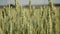 Close-up of fresh ears of young green wheat on nature in summer field. ripening ears of wheat field.