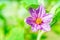 Close-up of fresh flower solanum, thai eggplant background in ga