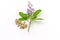 Close up fresh flower Vitex trifolia Linn or Indian Privet with green leaf
