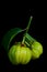 Close up fresh garcinia cambogia over black background