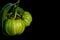 Close up fresh garcinia cambogia over black background