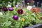 close-up of fresh garden growth, with individual blades and flowers in focus