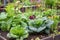 close-up of fresh garden growth, with individual plants and flowers visible